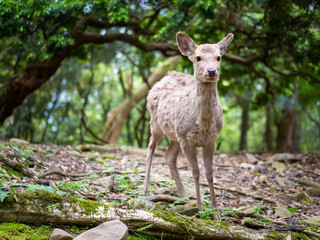 Sweet Little Deer Kid Fawn Looking to the Side with Sunshine in the forest with green background