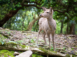 Sweet Little Deer Kid Fawn Looking to the Side with Sunshine in the forest with green background