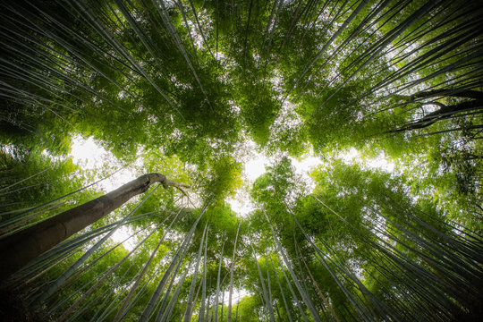 Bamboo Forrest shot straight up into the sky with fish-eye lens.