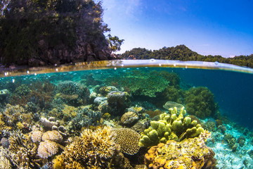 A beautiful coral sea scape with clear beautiful water