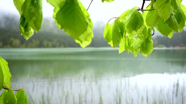 Beautiful landscape mountain lake with the forest in the background. Spring landscape of a mountain lake. Green forest after rain. Tranquility near mountain lake. Green beech leaves.