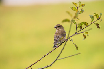 Fototapeta premium verdone posato su un ramo