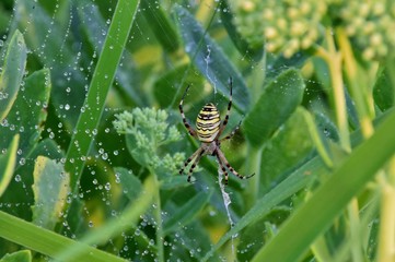 Eine Wespenspinne in ihrem mit Wasserperlen verziertem Netz