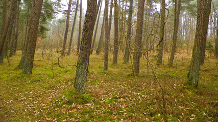 Fototapeta na wymiar Pine forest, northern Poland.