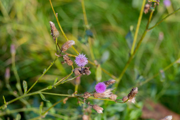 Thistle flowers at autumn