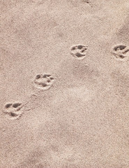 Fox paw prints on the sand. Nature background.