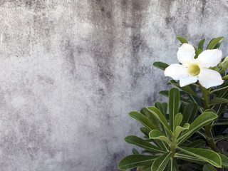 Flower growing in front of shabby wall