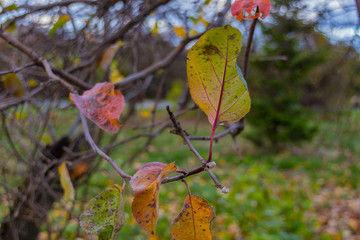 Damaged leaves on the tree at autumn