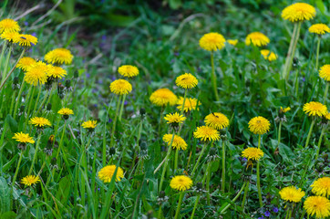 flowering of dandelions
