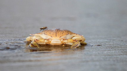 Krabbe mit Fliege auf dem Rücken