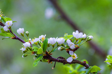 plum blossom in spring