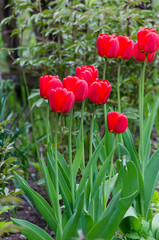 red tulips in the garden