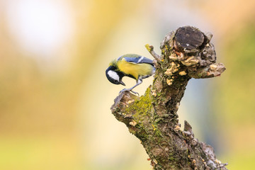 cinciallegra (Parus major) sull'albero