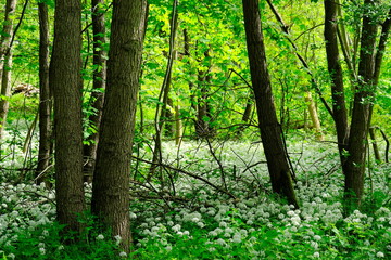 Bärlauchwald