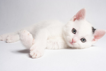 Fototapeta na wymiar Beautiful cat lying with a smile waiting on a white background