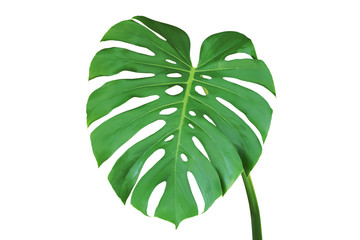 Green Monstera Leaf Isolated on White Backgroun