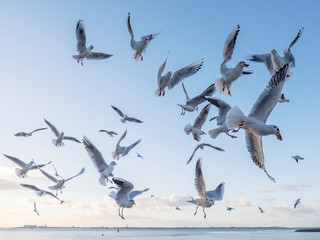 Möwenschwarm über dem meer