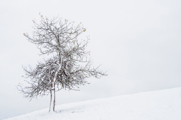 Fototapeta na wymiar verschneiter Baum in Winter