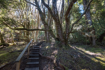 The hiking trails of Cable Mountain