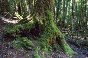 The hiking trails of Cable Mountain