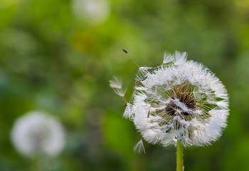Spring flowers, inflorescences of dandelion with drops of dew. small depth of field, blurriness of the background,