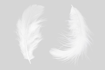 white feather isolated on gray background