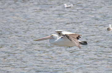 Pelican bird flying over water