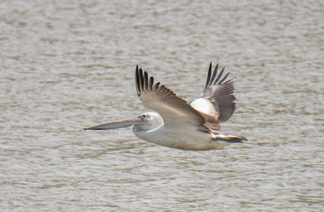 Pelican bird flying over water