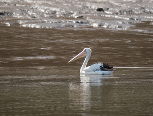 Pelican swimming near the shore