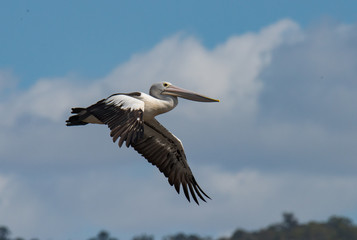 Pelican bird flying over water