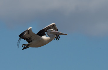 Fototapeta na wymiar Pelican bird flying over water