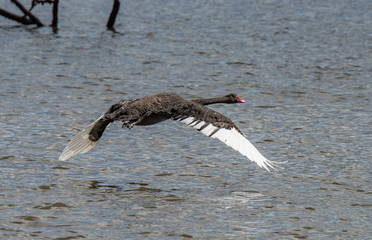 Black Swan flying over water
