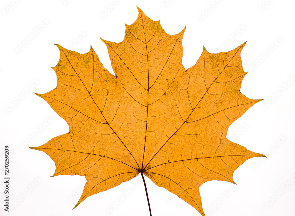 Wall mural dry autumn maple leaf on white background