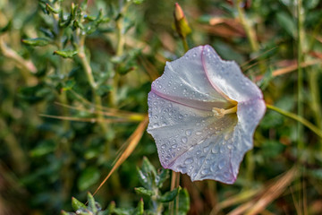 dew on grass