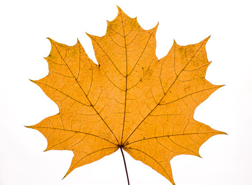  dry autumn maple leaf on white background