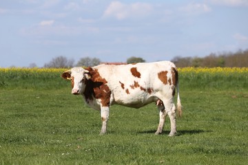 Fototapeta na wymiar Herd of cows on beautiful rural animal farm grazing on green gra