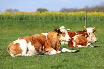 Naklejka na ściany i meble Brown and white colored cows enjoying summer sun and laying on g