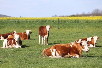 Fototapeta na wymiar Brown and white colored cows enjoying summer sun and laying on g