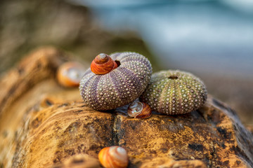 shells on the beach