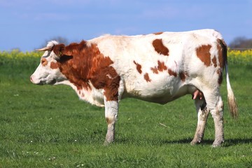 Fototapeta na wymiar Brown cows grazing on green meadow grass landscapes