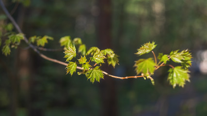 twig with young bright maple leaves on a dark background of the forest.