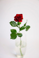 beautiful red rose love background