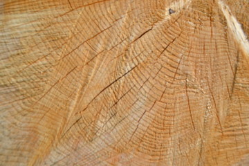 Naklejka premium texture of wood
