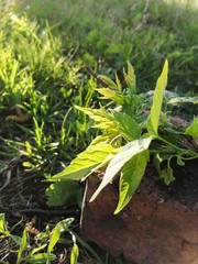 Sprig of a plant on a brick 
