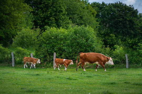 Kuh mit zwei Kaelbern die hinter der Mutter herlaufen