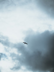 Lonely seagull flying free through a the clouds