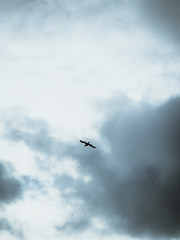 Lonely seagull flying free through a the clouds