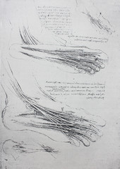 Anatomical notes. Leg, foot. Manuscripts of Leonardo da Vinci in the vintage book Leonardo da Vinci by A.L. Volynskiy, St. Petersburg, 1899