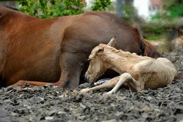 Neugeborenes Fohlen liegt neben seiner Mutter