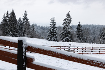 Snowy Tree Landscape with Wooden Fencing
